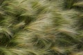 Fluffy feather grass waving from the wind in the field texture b Royalty Free Stock Photo