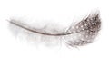 Fluffy feather in light spots on white Royalty Free Stock Photo