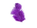 fluffy feather in purple color isolated Royalty Free Stock Photo