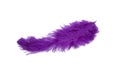 fluffy feather in purple color isolated Royalty Free Stock Photo