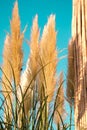 Fluffy feathery grass. Royalty Free Stock Photo