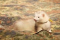 Fluffy ferret relaxing on camou blanket Royalty Free Stock Photo