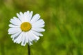 Fluffy field daisy close-up macro color general plan Royalty Free Stock Photo