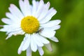 Fluffy field daisy close-up macro color general plan Royalty Free Stock Photo