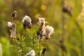Fluffy field weed seeds will bloom soon Royalty Free Stock Photo