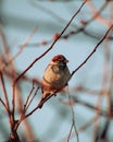 Fluffy Finch (Fringillidae) on a branch