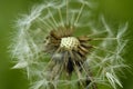 Fluffy flower