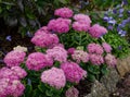 Fluffy flowering pink shrubs Spirea Japanese Little Princesses in a green summer garden Royalty Free Stock Photo