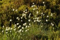 Sunlit cotton-grass growing in a raised bog, Saxony-Anhalt, Germany.