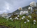 Fluffy flowers high in the mountains that defy extreme weather