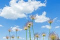 Fluffy flowers on the sky background