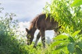 Fluffy foal in the meadow