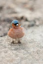Fluffy forest bird robin redbreast on a parkway in April. Euro