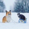 Fluffy friends dog corgi carries a striped cat on a sled