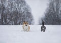 Fluffy friends funny striped cat and corgi dog run through deep snow in winter park Royalty Free Stock Photo