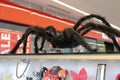 Fluffy frightening spider in a shopping center Royalty Free Stock Photo