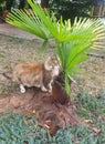 fluffy funny cat under a palm tree in the garden Royalty Free Stock Photo