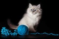 Fluffy funny kitten Nevskaya Masquerade , playing with a ball of woolen threads on a black background. Royalty Free Stock Photo