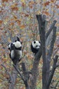 Playful Baby Panda in China Royalty Free Stock Photo
