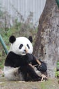 Sleeping Baby Panda in China