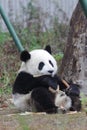 Sleeping Baby Panda in China