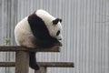 Playful Baby Panda in China