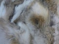 Fluffy fur Royalty Free Stock Photo