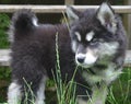 Fluffy and Furry Alusky Puppy Dog Looking through Tall Grass