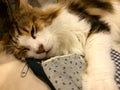 Fluffy furry cat lying with a blue cloth bag