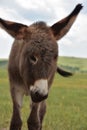 Fluffy and Furry Cute Burro Foal in Custer