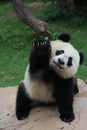 Fluffy Giant Panda Cub in Chimelong,Guangzhou , China