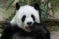 Female Giant Panda in Chiangmai, Thailand Royalty Free Stock Photo