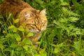 Fluffy ginger cat in the garden in the greenery, walks and eats grass Royalty Free Stock Photo