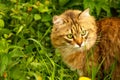 Fluffy ginger cat in the garden in the greenery, walks and eats grass Royalty Free Stock Photo