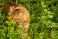 Fluffy ginger cat in the garden in the greenery, walks and eats grass Royalty Free Stock Photo