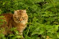 Fluffy ginger cat in the garden in the greenery, walks and eats grass Royalty Free Stock Photo