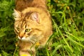 Fluffy ginger cat in the garden in the greenery, walks and eats grass Royalty Free Stock Photo