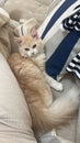 Fluffy ginger cat lounging on a cozy sofa.