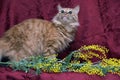 Fluffy ginger cat Royalty Free Stock Photo