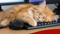 A fluffy ginger cat naps peacefully on a computer keyboard, its paws resting on the keys and mouse Royalty Free Stock Photo