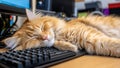 A fluffy ginger cat peacefully sleeps on a computer keyboard, its paws gently resting on the keys Royalty Free Stock Photo