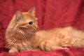 Fluffy ginger cat Royalty Free Stock Photo