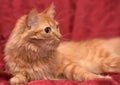 Fluffy ginger cat Royalty Free Stock Photo