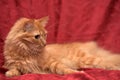 Fluffy ginger cat Royalty Free Stock Photo