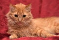 Fluffy ginger cat Royalty Free Stock Photo