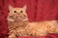 Fluffy ginger cat Royalty Free Stock Photo