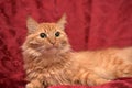 Fluffy ginger cat Royalty Free Stock Photo