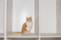 A fluffy ginger cat sits calmly on the shelf of a light-colored closet, looking straight into the camera Royalty Free Stock Photo