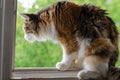 Fluffy ginger cat sitting on the window and looking out into the street Royalty Free Stock Photo