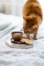 Fluffy ginger cat smelling cup of coffee and cookies